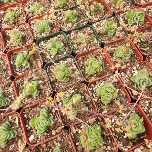Crassula Pagoda Village Succulent Live Plant - 2 inch Potted Houseplant - Image 4