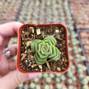Crassula Pagoda Village Succulent Live Plant - 2 inch Potted Houseplant - Image 5