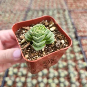 Crassula Pagoda Village Succulent Live Plant - 2 inch Potted Houseplant - Image 6