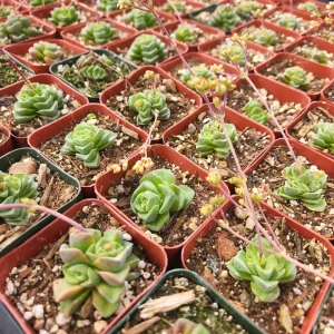 Crassula Pagoda Village Succulent Live Plant - 2 inch Potted Houseplant - Image 7