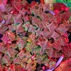 Crassula Pagoda Village Succulent Live Plant – 2 inch Potted Houseplant - Image 1