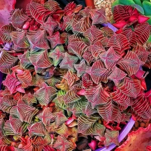 Crassula Pagoda Village Succulent Live Plant – 2 inch Potted Houseplant - Image 1