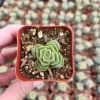 Crassula Pagoda Village Succulent Live Plant - 2 inch Potted Houseplant - Image 1