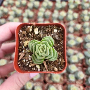 Crassula Pagoda Village Succulent Live Plant - 2 inch Potted Houseplant - Image 1