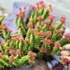 Crassula Perforata Live Plant - String of Buttons Succulent - 2 inch Pot - Image 1