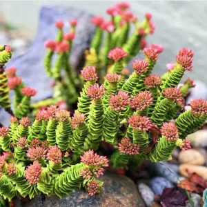 Crassula Perforata Live Plant - String of Buttons Succulent - 2 inch Pot - Image 1