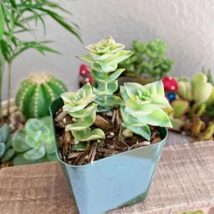 Crassula Perforata Live Plant - String of Buttons Succulent - 2 inch Pot - Image 11