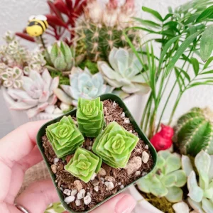 Crassula Perforata Live Plant - String of Buttons Succulent - 2 inch Pot - Image 7