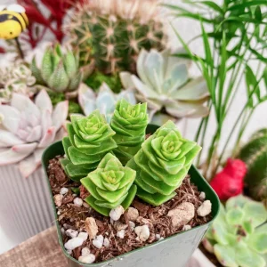 Crassula Perforata Live Plant - String of Buttons Succulent - 2 inch Pot - Image 9