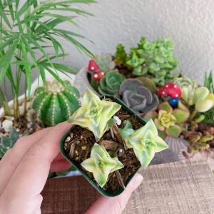 Crassula Perforata String of Buttons Live Plant – 2 inch Potted Succulent - Image 11