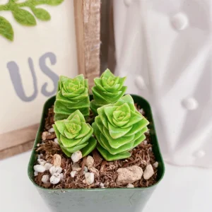 Crassula Perforata String of Buttons Live Plant – 2 inch Potted Succulent - Image 7