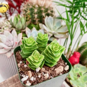 Crassula Perforata String of Buttons Live Plant – 2 inch Potted Succulent - Image 8