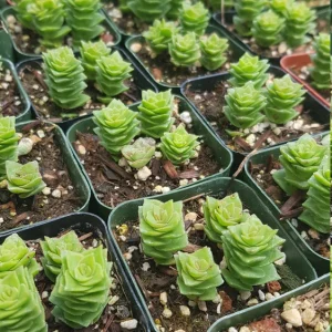 Crassula Perforata String of Buttons Live Plant – 2 inch Potted Succulent - Image 9