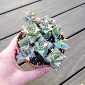 Crassula Perforata String of Buttons Live Plant – 4 Inch Pot – Succulent – Indoor/Outdoor - Image 2