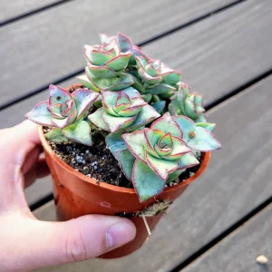 Crassula Perforata String of Buttons Live Plant – 4 Inch Pot – Succulent – Indoor/Outdoor - Image 3