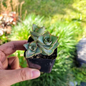 Crassula Perforata String of Buttons Live Plant – 4 Inch Pot – Succulent – Indoor/Outdoor - Image 4