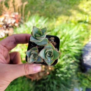Crassula Perforata String of Buttons Live Plant – 4 Inch Pot – Succulent – Indoor/Outdoor - Image 5