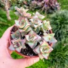 Crassula Perforata String of Buttons Live Plant – 4 Inch Pot – Succulent – Indoor/Outdoor - Image 1
