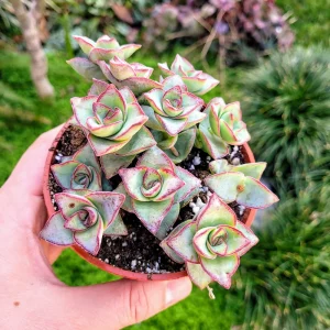 Crassula Perforata String of Buttons Live Plant – 4 Inch Pot – Succulent – Indoor/Outdoor - Image 1