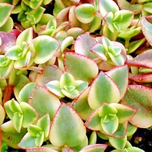 Crassula Perforata Variegated String of Buttons Succulent – 2 Live 1