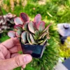 Crassula Platyphylla Variegated Live Plant – 2 inch Potted Succulent – Indoor/Outdoor - Image 1