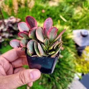 Crassula Platyphylla Variegated Live Plant – 2 inch Potted Succulent – Indoor/Outdoor - Image 1