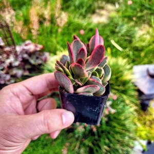 Crassula Platyphylla Variegated Live Plant – 2 inch Potted Succulent – Indoor/Outdoor - Image 7