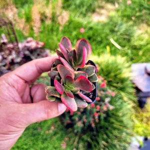 Crassula Platyphylla Variegated Live Plant – 2 inch Potted Succulent – Indoor/Outdoor - Image 8