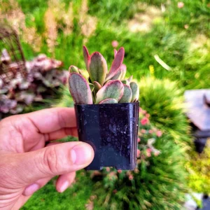 Crassula Platyphylla Variegated Live Plant – 2 inch Potted Succulent – Indoor/Outdoor - Image 9