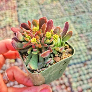 Crassula Radicans Live Succulent Plant - 2 inch Pot - Indoor Decor - Image 2