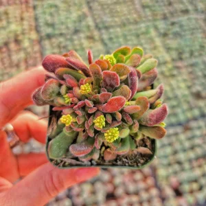 Crassula Radicans Live Succulent Plant - 2 inch Pot - Indoor Decor - Image 3