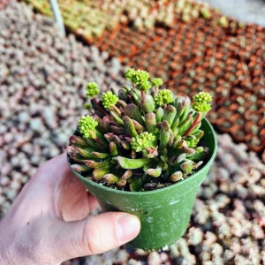 Crassula Radicans Live Succulent Plant - 2 inch Pot - Indoor Decor - Image 4
