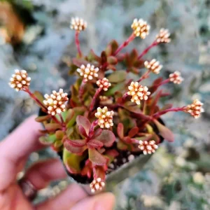 Crassula Radicans Live Succulent Plant - 2 inch Pot - Indoor Decor - Image 1