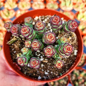 Crassula Rupestris Baby Necklace Live Plant - 2-4 Inch Potted Succulent - Image 10