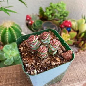 Crassula Rupestris Baby Necklace Live Plant - 2-4 Inch Pot Succulent - Image 10