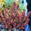 Crassula Rupestris Baby Necklace Live Plant - 2-4 Inch Potted Succulent - Image 1