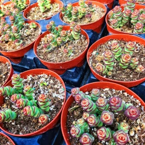 Crassula Rupestris Baby Necklace Live Plant - 2-4 Inch Pot Succulent - Image 8