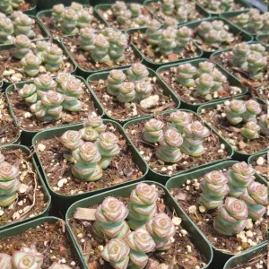 Crassula Rupestris Baby Necklace Live Plant - 2-4 Inch Potted Succulent - Image 9