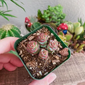 Crassula Rupestris Baby Necklace Live Plant - 2-4 Inch Pot Succulent - Image 9
