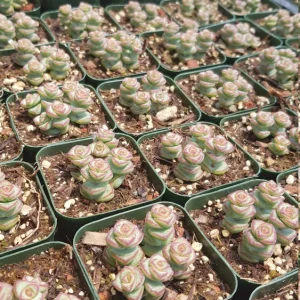 Crassula Rupestris Baby Necklace Succulent Live Plant - 2 Inch Pot - Indoor/Outdoor - Image 8