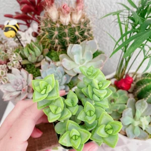 Crassula Rupestris Live Plant – Kebab Bush Rosary Vine – 2 inch Potted Succulent - Image 2