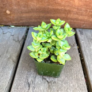 Crassula Rupestris Live Plant – Kebab Bush Rosary Vine – 2 inch Potted Succulent - Image 3