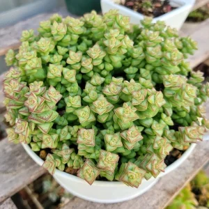 Crassula Rupestris Live Plant – Kebab Bush Rosary Vine – 2 inch Potted Succulent - Image 1