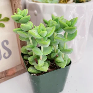 Crassula Rupestris Live Plant – Kebab Bush Rosary Vine – 2 inch Potted Succulent - Image 4