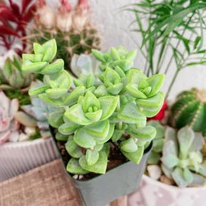 Crassula Rupestris Live Plant – Kebab Bush Rosary Vine – 2 inch Potted Succulent - Image 5
