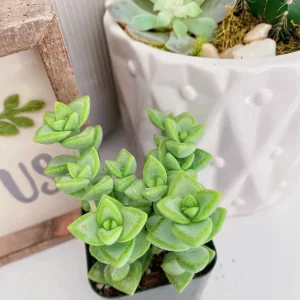 Crassula Rupestris Live Plant – Kebab Bush Rosary Vine – 2 inch Potted Succulent - Image 6