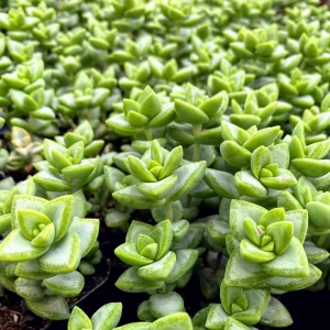 Crassula Rupestris Live Plant – Kebab Bush Rosary Vine – 2 inch Potted Succulent - Image 7