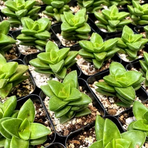 Crassula Rupestris Springtime Live Plant – 2 Inch Potted Succulent – Indoor/Outdoor - Image 4