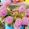 Crassula Rupestris Springtime Live Plant – 2 Inch Potted Succulent – Indoor/Outdoor - Image 1