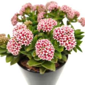 Crassula Rupestris Springtime Succulent - Live Plant, 2 inch Pot - Image 1